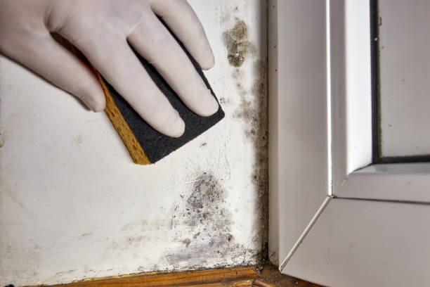 Best Basement Mold Removal  in Turlock, CA